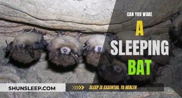 The Science of Waking a Slumbering Bat: A Myth Busted