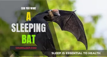 How to Gently Awaken a Sleeping Bat