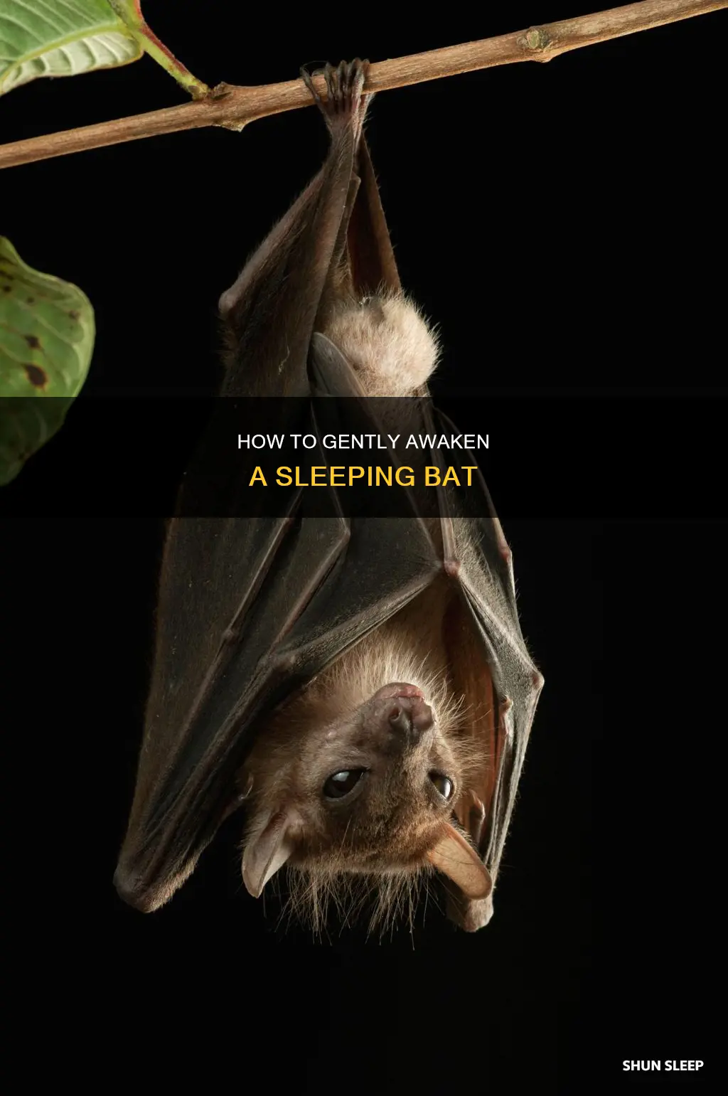 can you wake a sleeping bat
