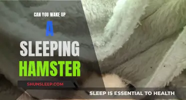 Reviving a Slumbering Hamster: Tips for Waking Up Your Pet