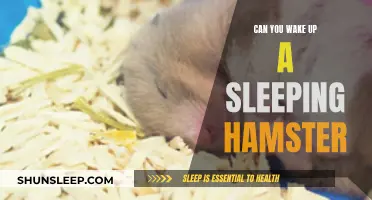 Hamster Naptime: Should You Ever Disturb Their Slumber?