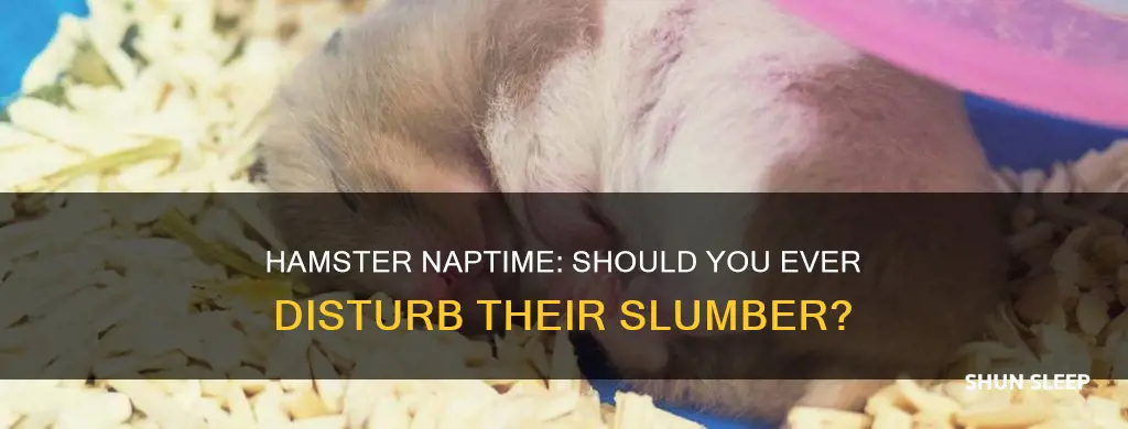 can you wake up a sleeping hamster