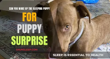 Awaken the Puppy's Curiosity: Unveiling the Puppy Surprise