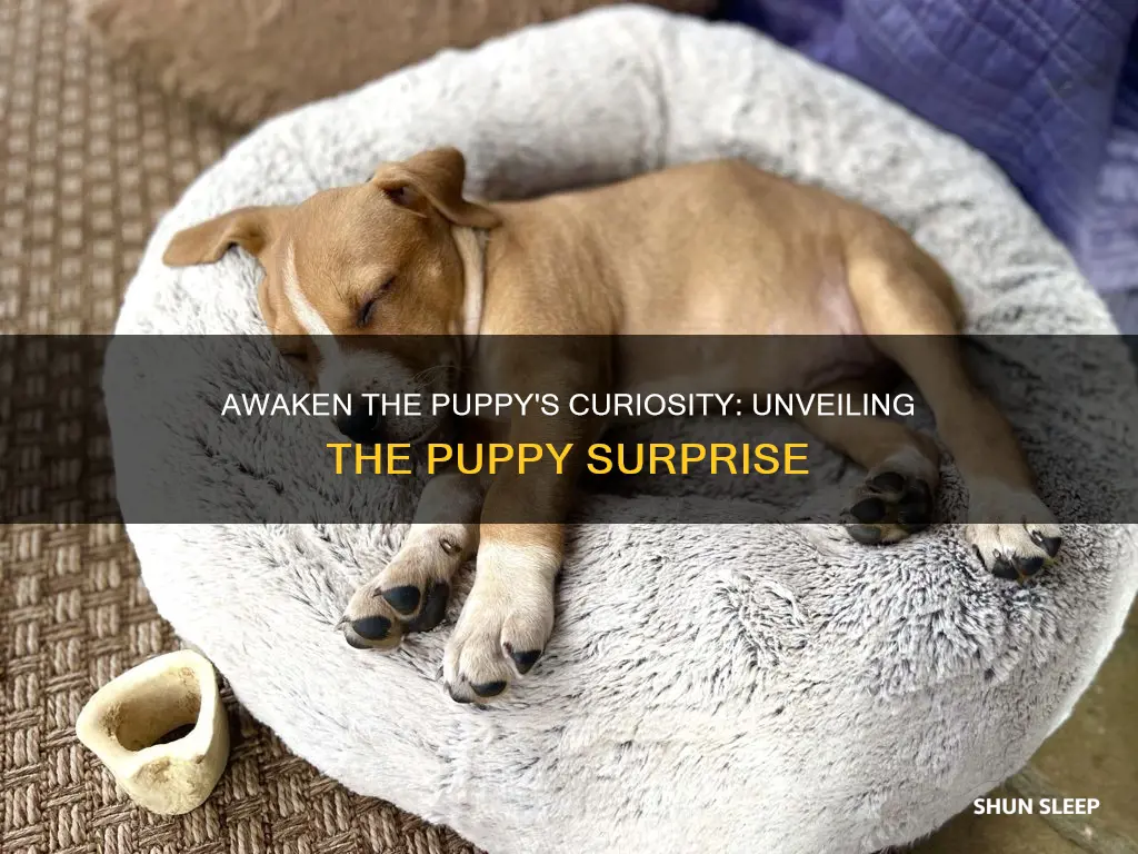 can you wake up the sleeping puppy for puppy surprise