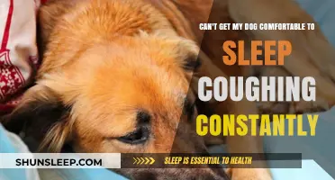 Help My Dog Sleep: Constant Coughing and Discomfort Solutions
