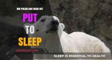 Polar and Bear Euthanasia: Unraveling the Truth Behind Their Fate
