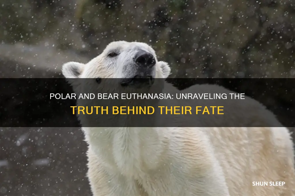 did polar and bear get put to sleep