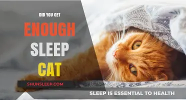 Did You Get Enough Sleep, Cat? Understanding Your Feline's Rest Needs