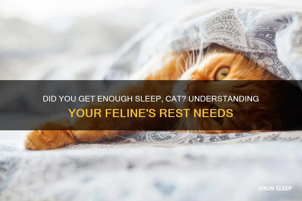 did you get enough sleep cat