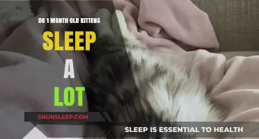 Kittens' Sleep Patterns: The First Month