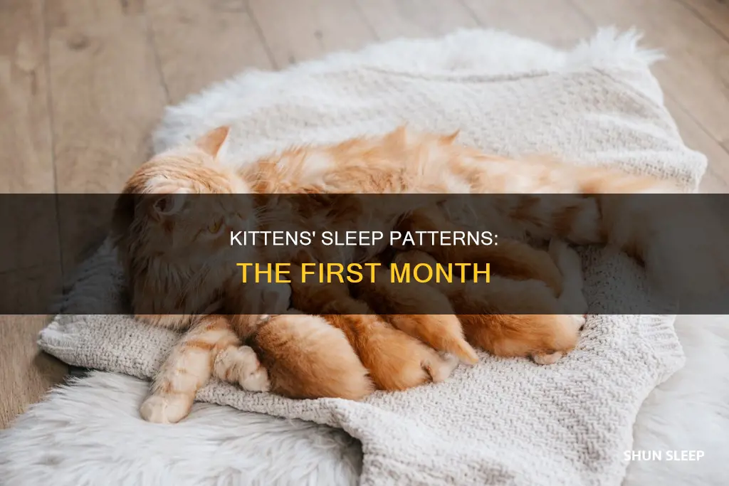 do 1 month old kittens sleep a lot