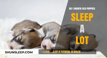 Puppies' Sleep Patterns: The First Month
