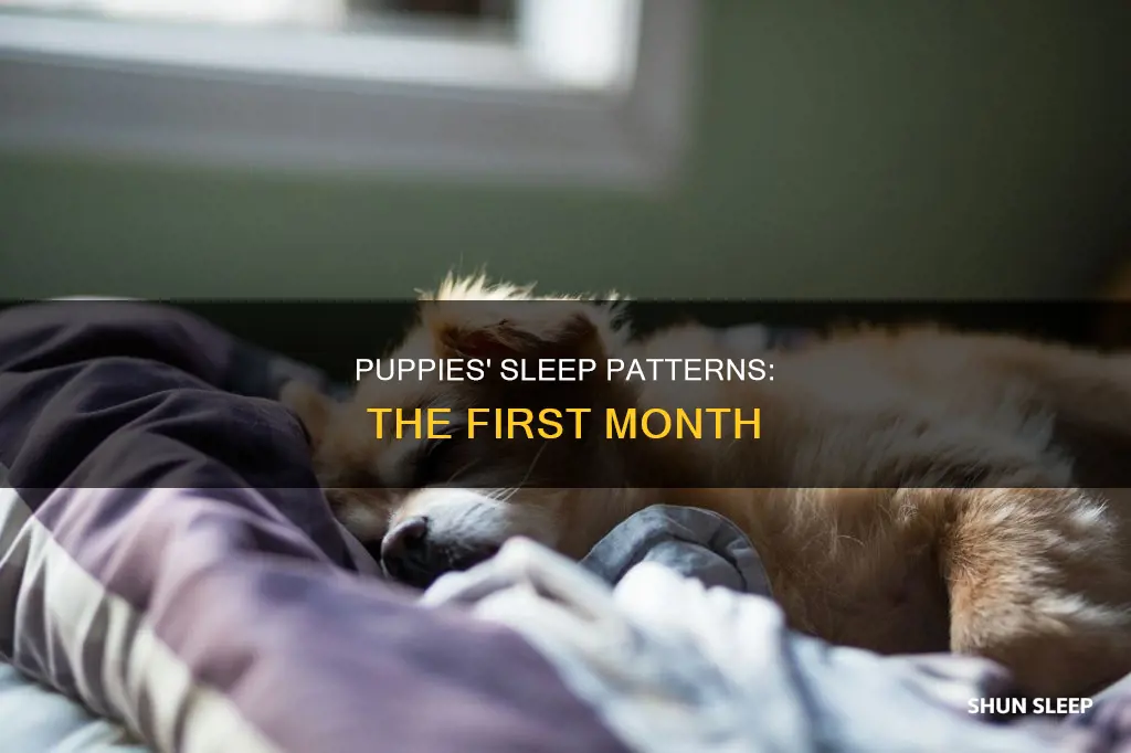 do 1 month old puppies sleep a lot