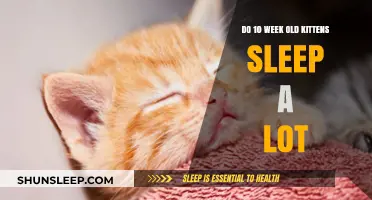 Kittens' Naps: Why Do They Sleep So Much?