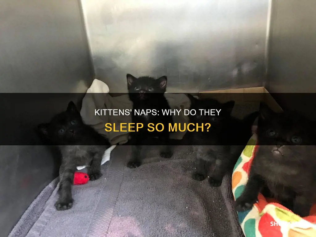 do 10 week old kittens sleep a lot