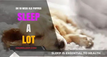 Puppies and Sleep: What to Expect at 10 Weeks