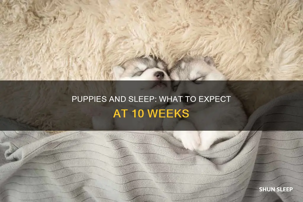 do 10 week old puppies sleep a lot