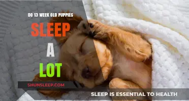 Puppy Sleep Patterns: Understanding Your 13-Week-Old Pup's Sleep