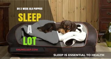 Puppies' Sleep Patterns: The First Few Weeks