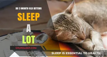 Kittens at 3 Months: Sleep Patterns and Behavior