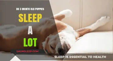 Puppy Sleep Patterns: Why Do They Nap So Much?