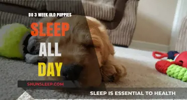 Puppies' Sleep Patterns: All-Day Naps for 3-Week-Olds