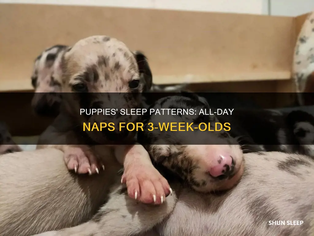 do 3 week old puppies sleep all day