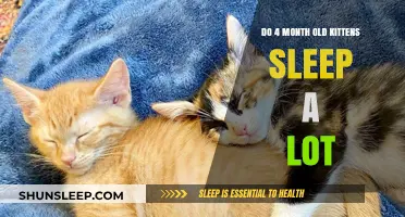 Kittens at 4 Months: Sleep Patterns and Habits