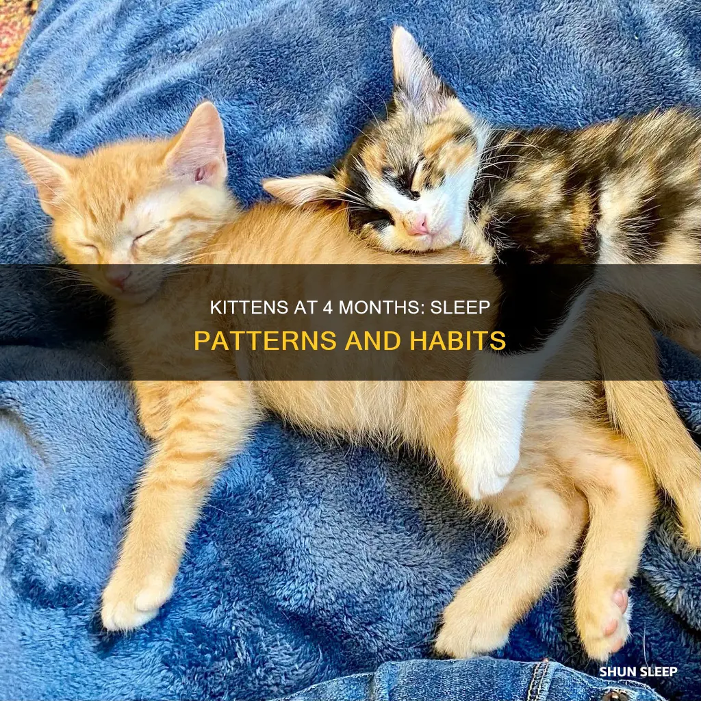 do 4 month old kittens sleep a lot