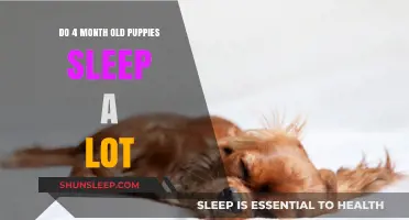 Puppy Sleep Patterns: Understanding Your Four-Month-Old Pup's Sleep