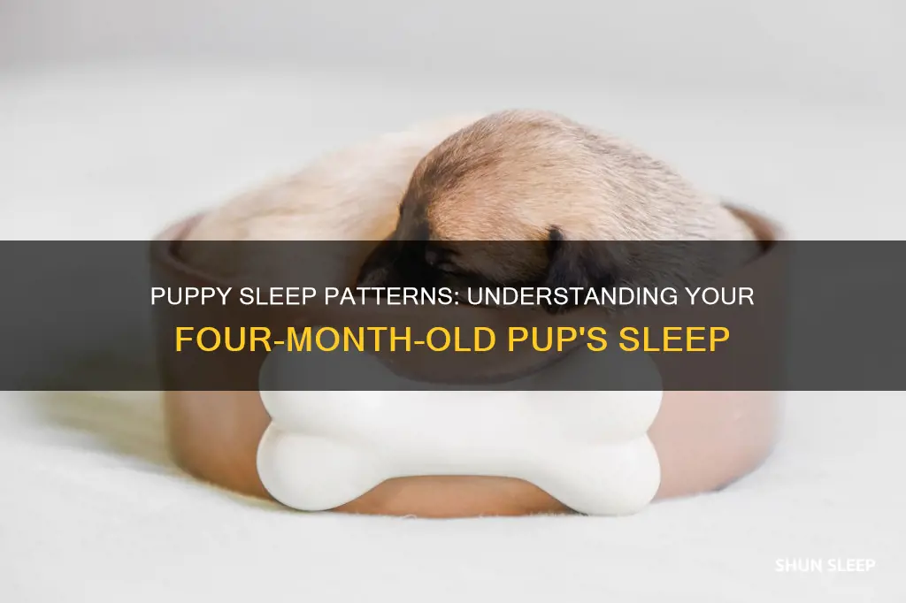 do 4 month old puppies sleep a lot