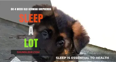 German Shepherd Sleep Patterns: The First Four Weeks