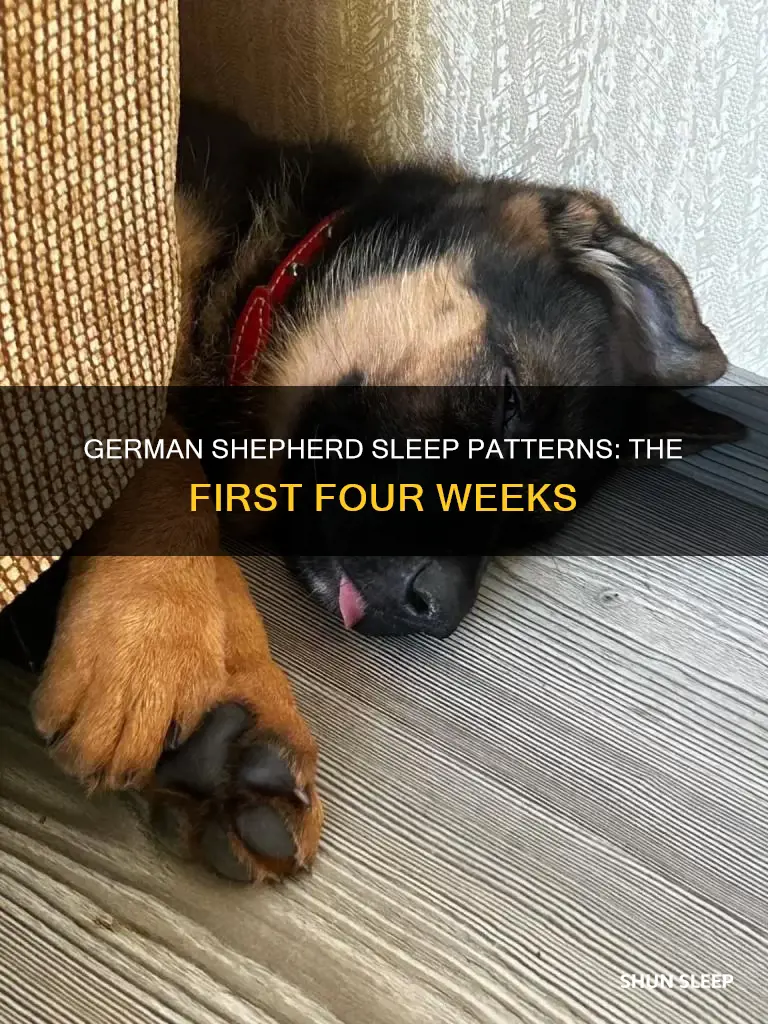 do 4 week old german shepherds sleep a lot