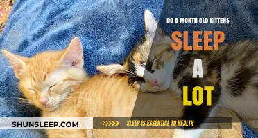 Kittens at Five Months: Sleep Patterns and Behavior