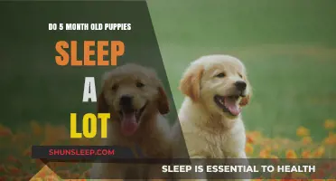 Puppies at Five Months: Sleep Patterns and Behavior