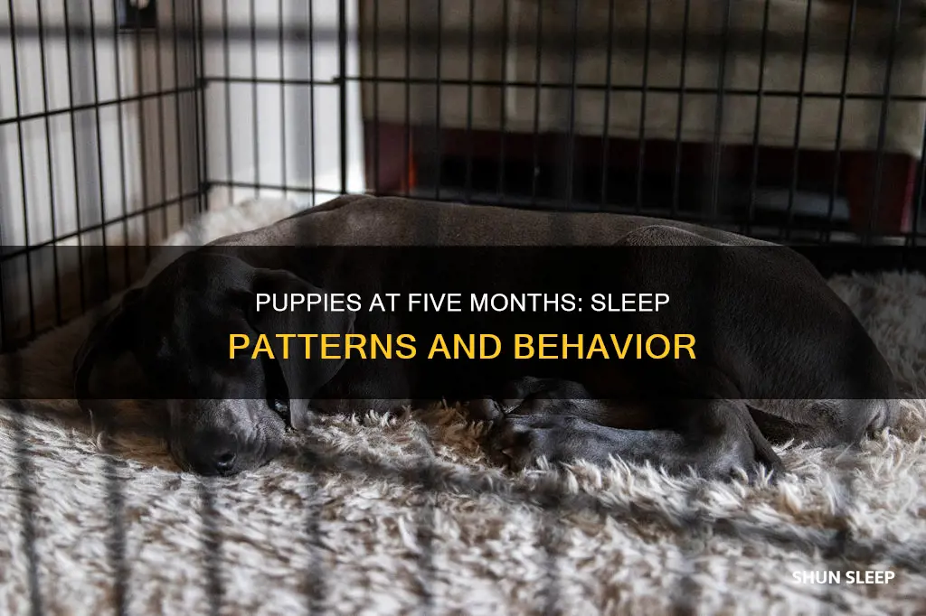do 5 month old puppies sleep a lot