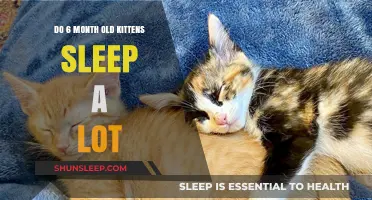 Kittens at Six Months: Sleep Patterns and Behavior