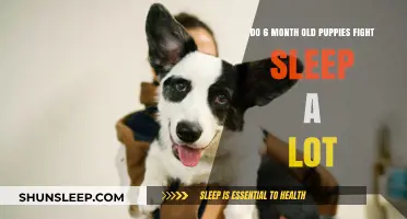 Puppy Sleep Struggles: Why Your 6-Month-Old Fights Naps
