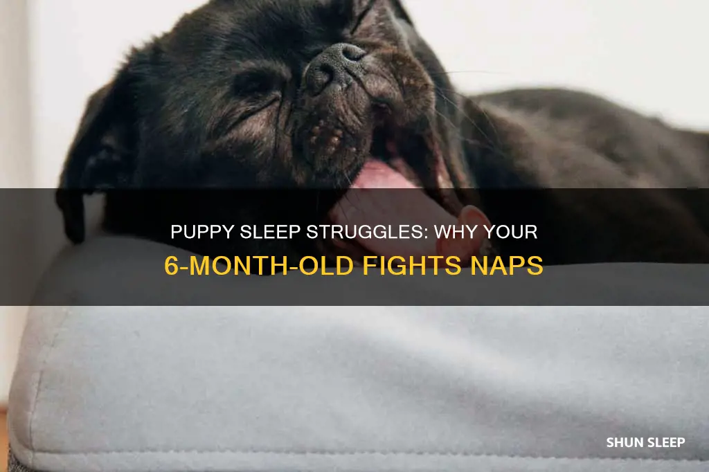 do 6 month old puppies fight sleep a lot