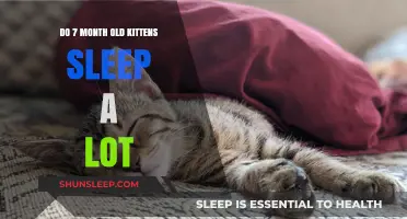 Kittens at 7 Months: Sleep Patterns and Behavior