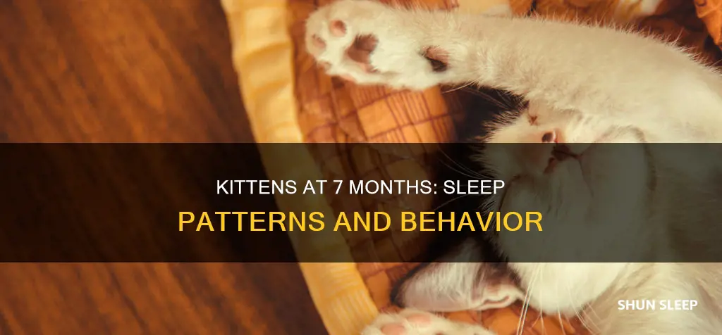 do 7 month old kittens sleep a lot