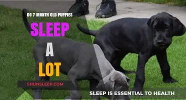 Puppy Sleep Patterns: What's Normal for a 7-Month-Old?