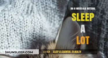 Kittens at 8 Weeks: Sleep Patterns and Habits