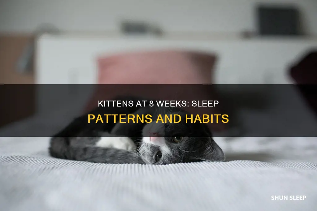 do 8 week old kittens sleep a lot
