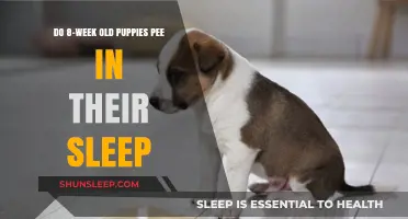 Puppy Potty Training: Do Puppies Pee in Sleep?