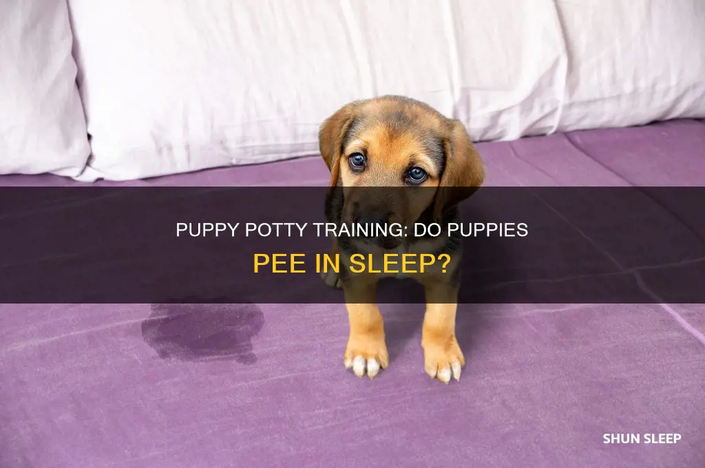 do 8-week old puppies pee in their sleep
