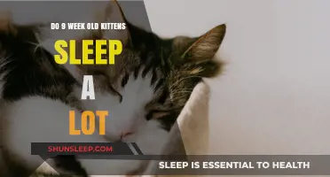 Kittens' Sleep Patterns: Why They Snooze So Much