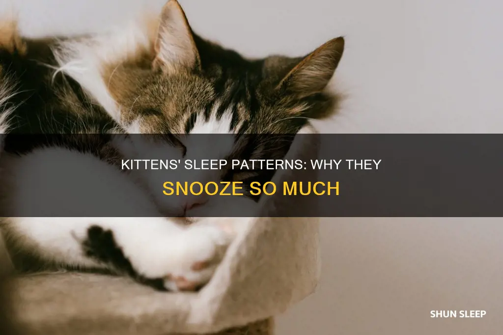 do 9 week old kittens sleep a lot