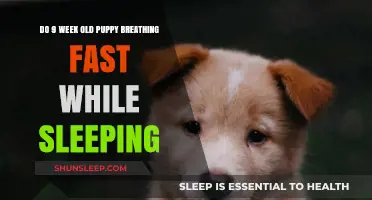 Puppy Breathing Patterns: What's Normal?