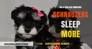Senior Miniature Schnauzers: Napping Through Their Golden Years